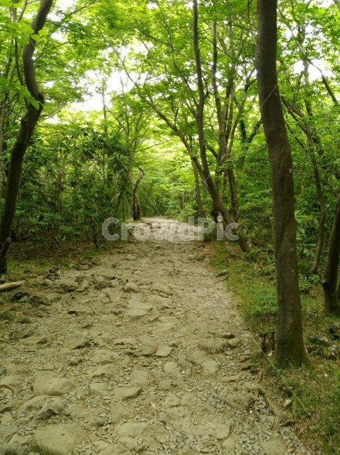 산,등산,숲,나무tree,등산길,자연,풍경,nature,landscape,path,통로