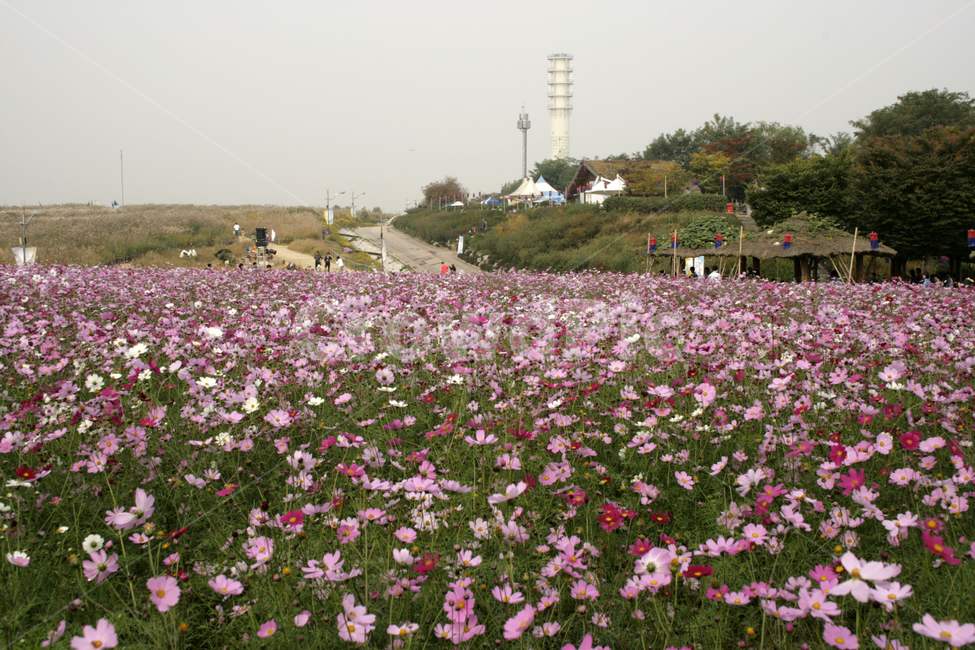 코스모스,가을,꽃,color,flower,가을,계절,fall,autumn,season,자연,풍경,nature,landscape,outdoors,옥외