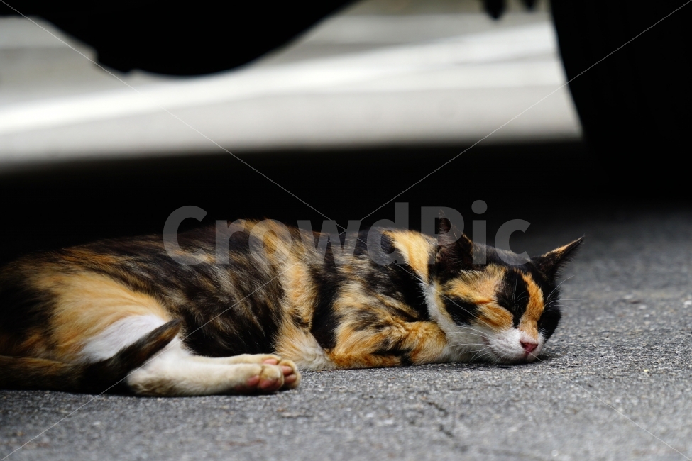 고양이,동물,자동차,타이어,바퀴,아스팔트,여름,animal,cat,휴식,음지,그늘,낮잠,수면,sleep,야옹이,냐옹이,길고양이,도둑고양이,들고양이,귀여운,귀엽다,귀염둥이,삼색고양이,편한,편안한,편하다,편안하다,힐링,감성,힐링사진,감성사진,cute,pretty,여유,car,tire,스냅,스냅사진,스넵,스넵사진,snap,snapshot,pet,애완동물,반려동물,애완묘,반려묘,잉여,동물,animal,포유류,mammal,고양이,cat,kitten,kitty