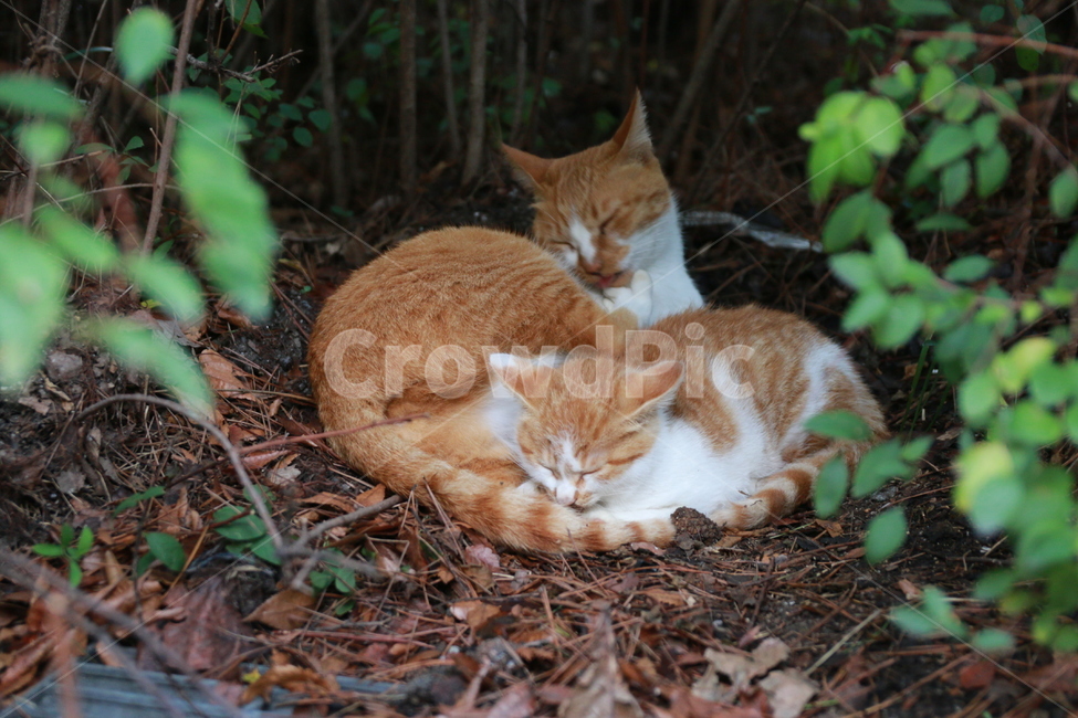 고양이,아기고양이,길고양이,가족,행복,모자,따스함,숲,동물,animal,포유류,mammal,고양이,cat,kitten,kitty