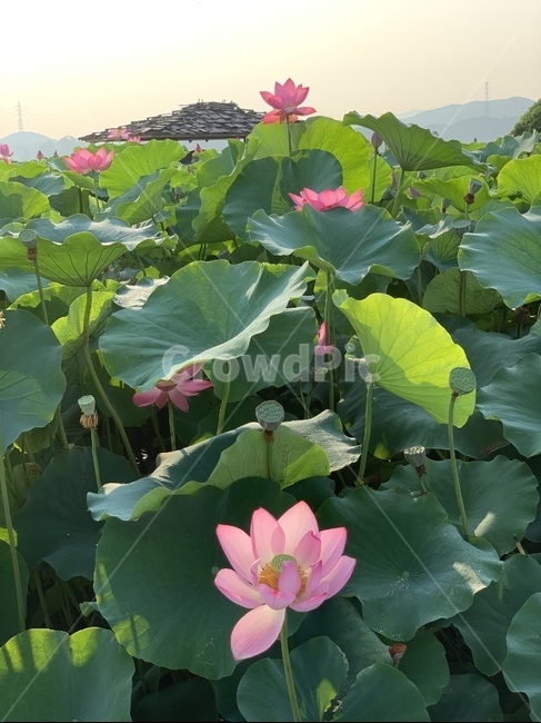 plant,식물,blossom,꽃,flower,연꽃,연꽃잎