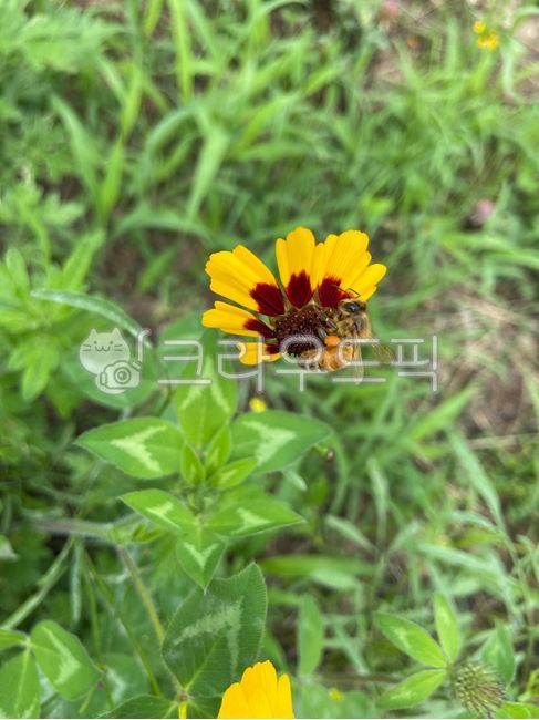 해바라기,해바라기꽃,풍수지리,해바라기꽃잎,해바라기씨,꽃,들꽃,여름꽃,꽃배경,노란꽃,sunflower,sunflowers,자연,식물