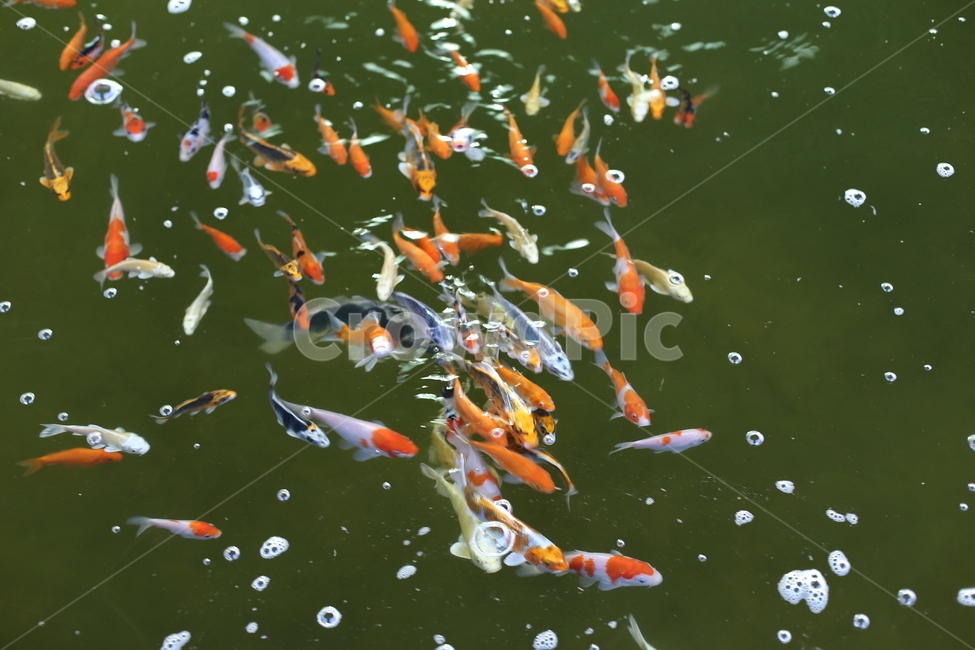 잉어, 연못, 물고기, 비단잉어, 호수, 사진,이미지,일러스트,캘리그라피 - HMKM작가 크라우드픽 - 저작권 걱정 없는 상업용 이미지