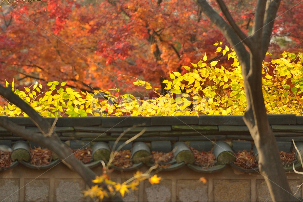 잎,단풍잎,자연,나무,가을,감성,창경궁,maple