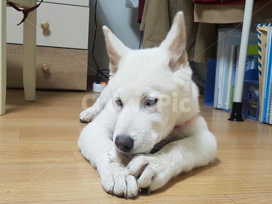 풍산개,애완견,간식먹는강아지,dog,애완동물