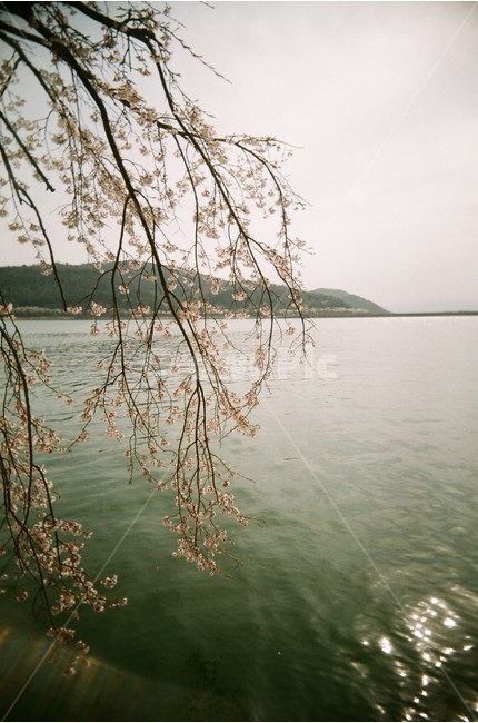 자연,풍경,식물,벚꽃,호수,수양벚나무,벚나무,보문호수,보문호,봄,햇빛,햇살,물결,빛반사,식물,자연,plants,nature,꽃,flower