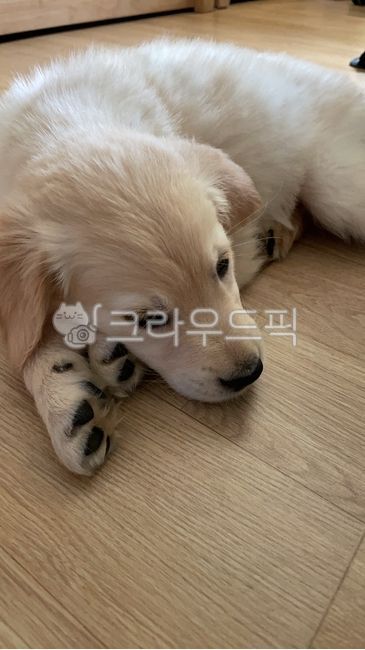 animal,동물,dog,개,포유류,pet,애완동물,puppy,강아지