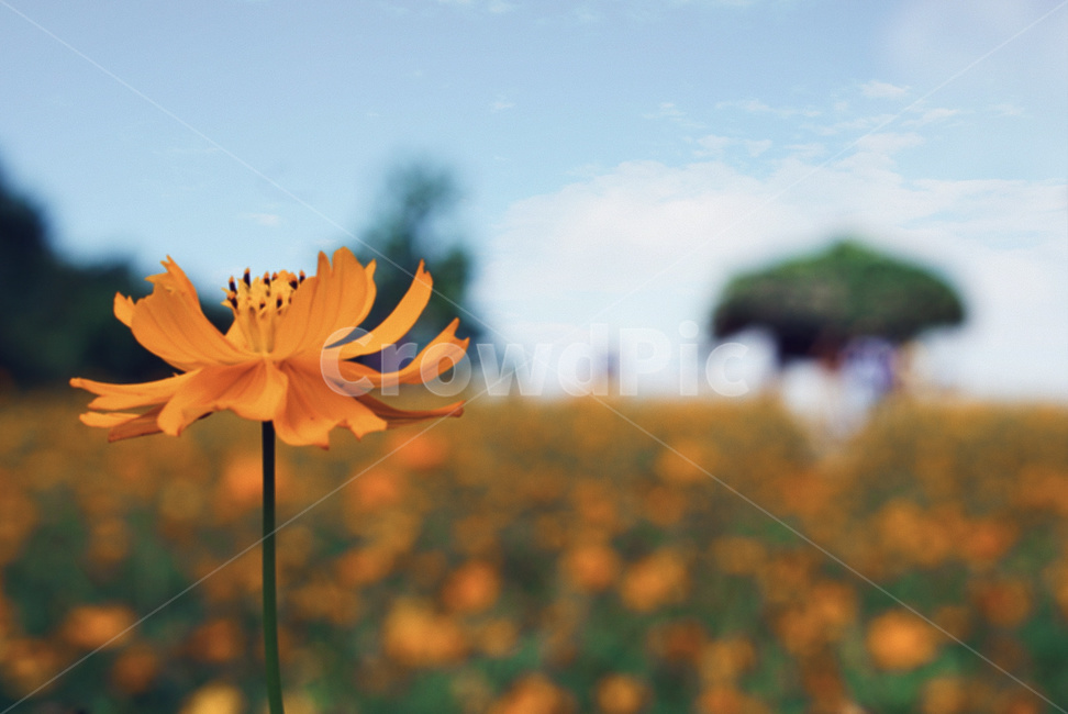 꽃,코스모스,가을,들꽃마루,올림픽공원,가을,계절,fall,autumn,season,식물,자연,plants,nature,꽃,flower,감성,sensible,feeling,plant