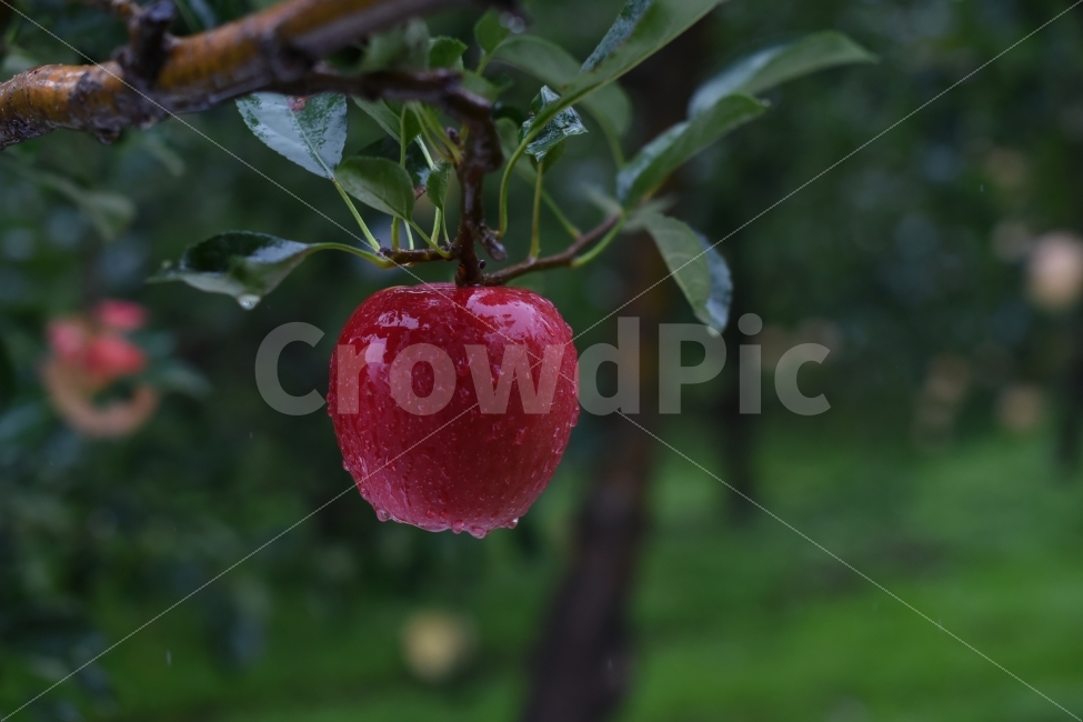대한민국,문경,과일,사과,빨강색,빨강,빗물,홍로,부사,비,비오는날,rain,rainy,음식,식재료,요리,food,cook,meal,dishes,food reserves,과일,열매,fruit