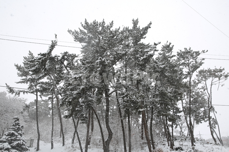 겨울,자연,nature,눈,snow,눈꽃,추위,겨울,계절,winter,season