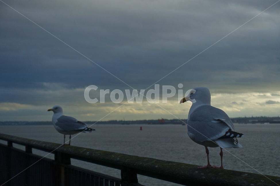 갈매기,영국갈매기,날개,새,저녁,노을,구름,강,river,bird,sunset,seagull,cloud,멋있는구름,역광,동물,animal,영국,england,unitedkingdom,british,동물,animal,조류,새,birds