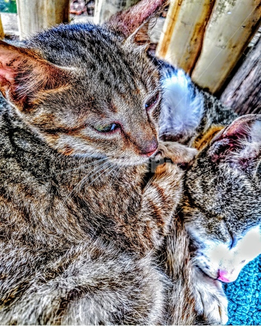 고양이,낮잠,이쁜고양이,피곤,아기들