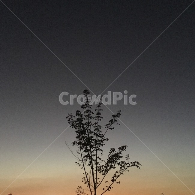 하늘,나무,노을,sunset,sunrise,해질녘,sky,tree,감성,lonely,일몰,가을,쓸쓸