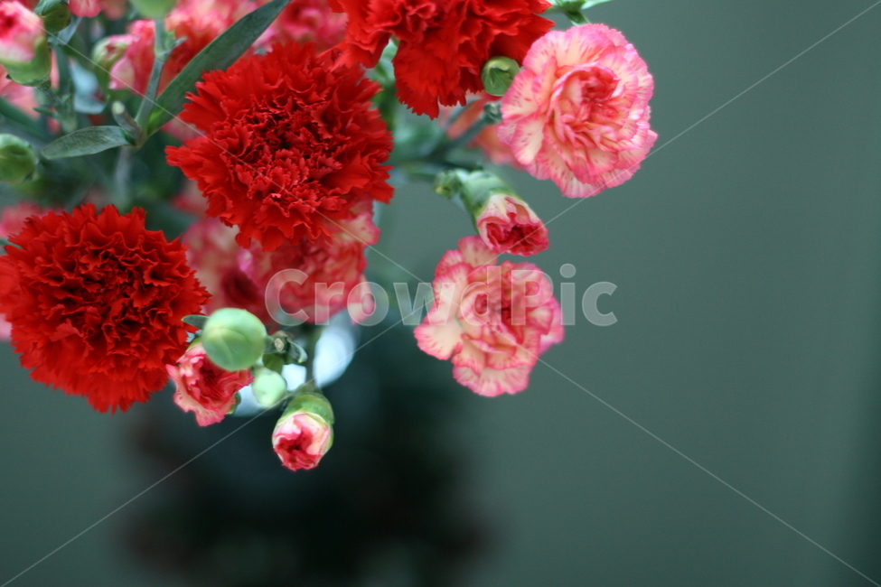 카네이션,식물,blossom,꽃,flower,plant,꽃,flower
