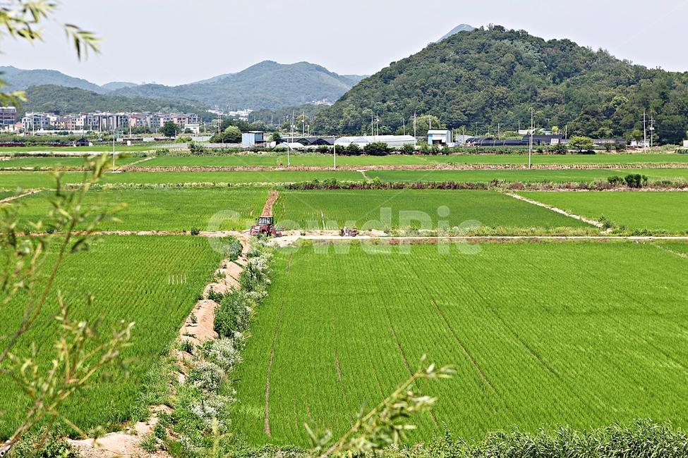 벼,논,농사,쌀,자연,풍경,자연,풍경,nature,landscape,한국자연풍경,한국자연경관,korea nature landscape,시골,마을,country,rural,town,outdoors,옥외,field,들,grassland,목초지,paddy field,패디 필드