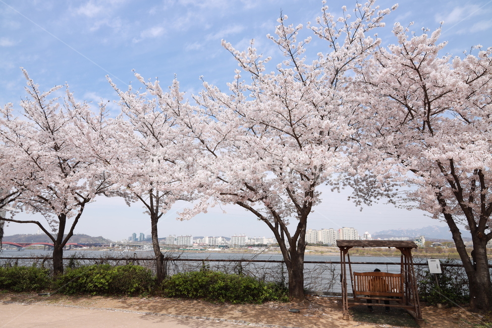벚꽃,꽃,나무,하늘,봄,sky,tree,flower