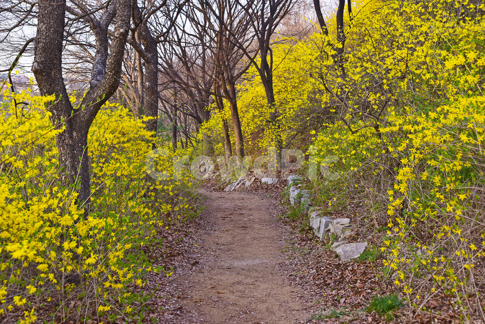 개나리꽃,봄꽃,봄풍경,계절,산책로,흙길,길,대지,땅,호젓한,인적없는,자연풍경,개나리길,꽃길,플라워,flowers,yellow,노랑색꽃,시즌,야외,옥외,개나리산,응봉산,아웃도어,배경,바탕,백그라운드,outdoor,ground,바닥,봄,계절,spring,season,자연,풍경,nature,landscape