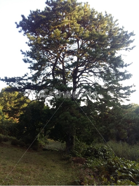 소나무,거대함,나무,초록,자연,식물,자연,plants,nature,나무,trees,wood
