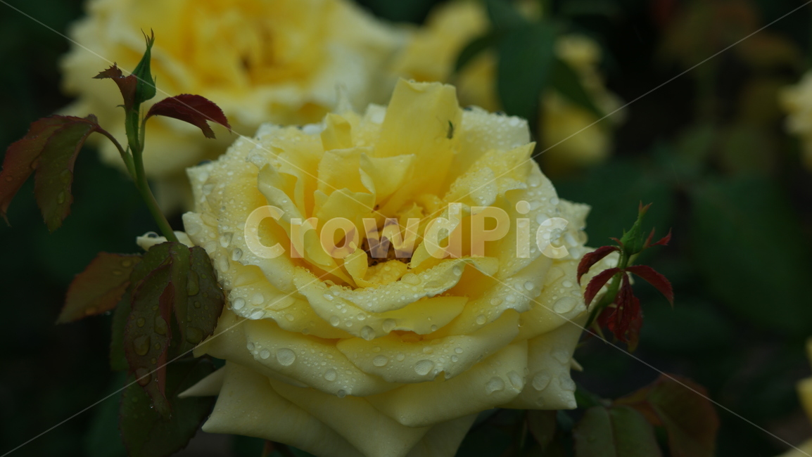 장미,장미꽃,장미원,로즈,薔薇,rose,식물,자연,plants,nature,꽃,flower