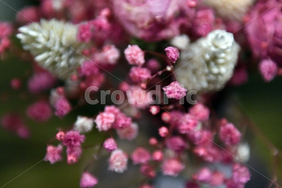 안개꽃,꽃,감성사진,감성,식물,자연,플라워,감정,색깔,색채,색감,칼라,flower,꽃다발,인테리어,소품,사물,기념일,축사,plants,배경화면,안개,nature,핑크,꽃,flower