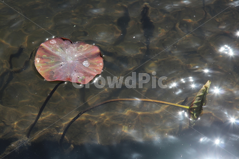 연잎,물빛무늬,고요,인연,침묵,식물,자연,plants,nature,휴식,힐링,rest,relaxation,healing