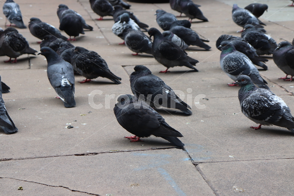 새,bird,동물,animal,비둘기,pigeon,dove,동물,animal,조류,새,birds