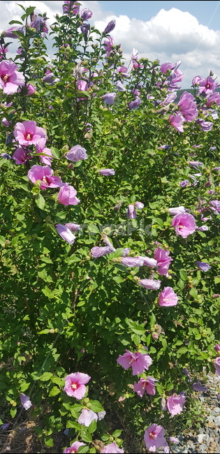 꽃,무궁화,무궁화꽃,여름꽃,분홍색꽃,분홍꽃,blossom,flower,식물,plant,식물,자연,plants,nature,꽃,flower