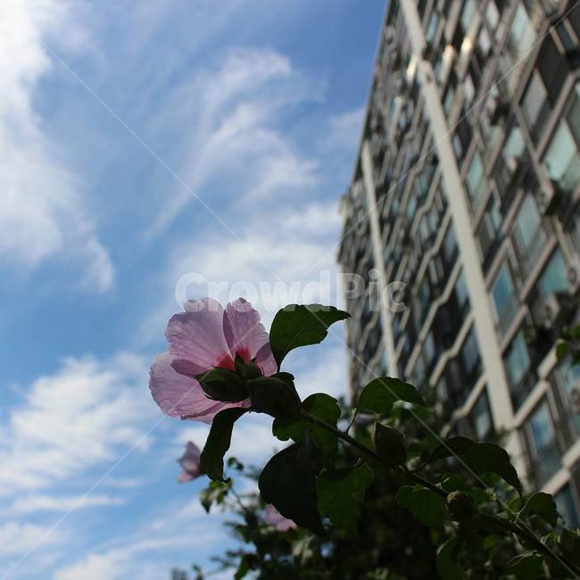 무궁화,꽃,무궁화꽃,아파트,꽃사진,식물,자연,plants,nature,꽃,flower