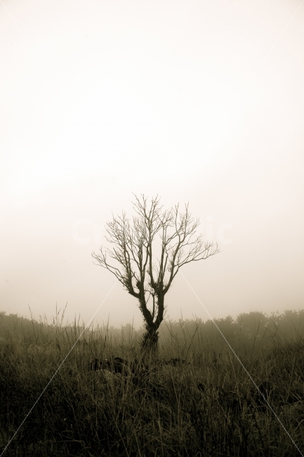 제주도,나무,숲,외톨이나무,외로움,쓸씀함,스산한,으스스,식물,자연,plants,nature,풍경,landscape,제주도,jeju,jeju island,weather,날씨