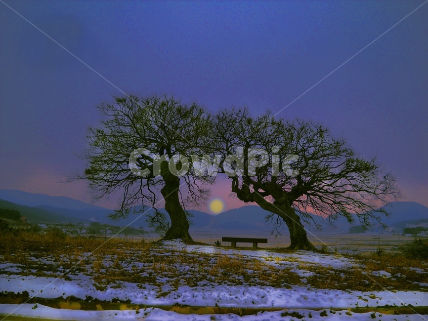 달빛,낭만,벤치,풍경,경치,야경,나무,느티나무,travel,자연,nature,landsca,country,식물,plants,tree,plant,부안군,변산반도