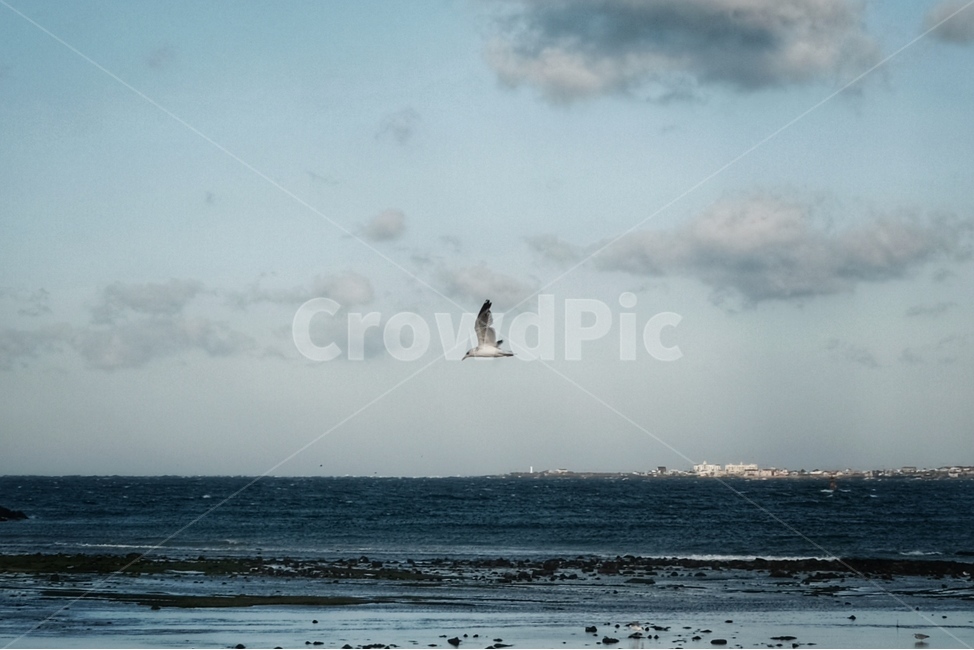 바다,갈매기,제주도,구름,파도,제주도,jeju,jeju island,동물,animal,조류,새,birds,bird,flying,나는