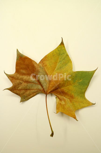 낙엽,가을,나뭇잎,잎,잎사귀,계절,식물,자연,낙엽잎,fallenleaves,deadleaves,오브젝트,누끼,가을낙엽,가을,계절,fall,autumn,season,plant,leaf,tree,나무