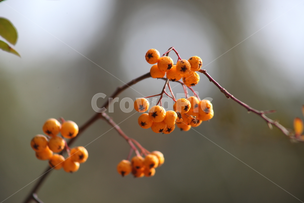 가을,열매,종자,식물,seed,파라칸타,파라칸사스,pyracantha,가을,계절,fall,autumn,season,식물,자연,plants,nature,과일,열매,fruit,plant