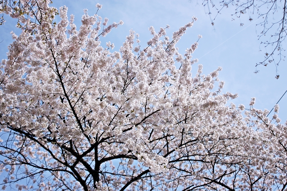 벚꽃,봄,벚꽃향기,만개,풍성,풍경,꽃,flower,벚꽃놀이,식물,나무,하늘,blue,맑음,흰색,하얀색,white,sky,봄,계절,spring,season,자연,풍경,nature,landscape,plant,blossom