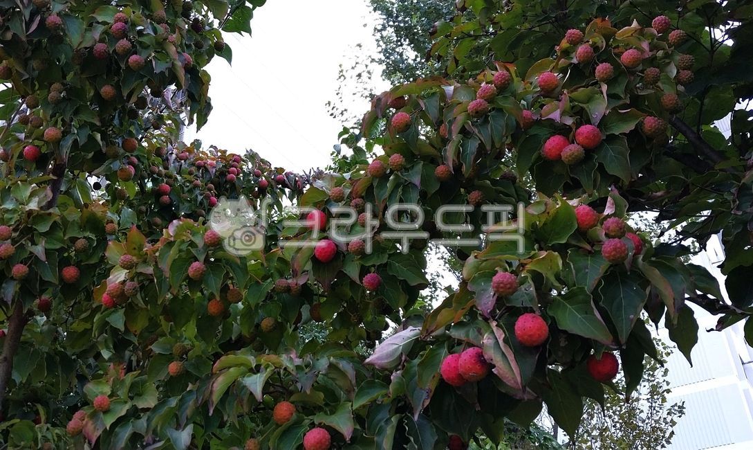 나무,산딸나무,산딸나무열매,cornuskousafruit,cornuskousa