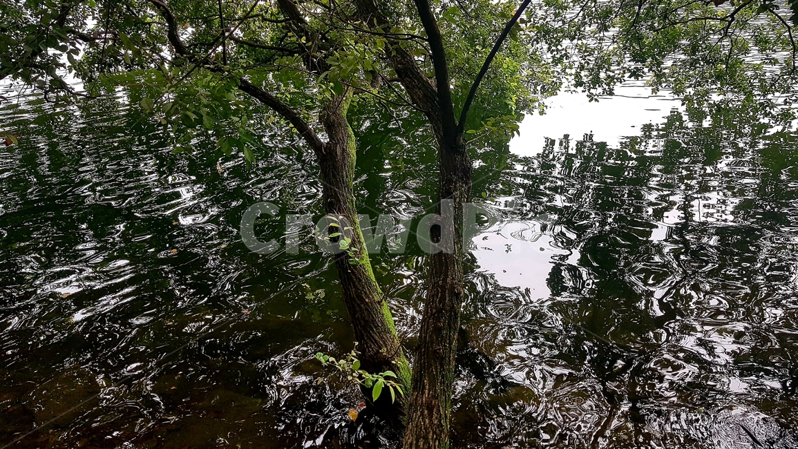 tree,나무,식물,treetrunk,나무줄기,연목속나무,식물,자연,plants,nature