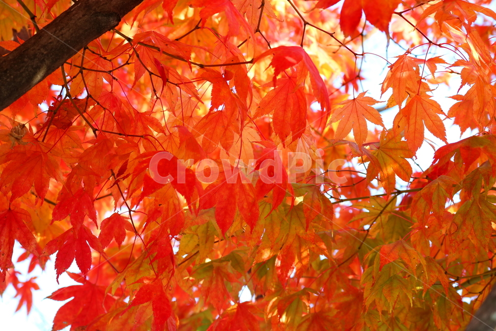 단풍,단풍나무,나무,가을,자연,가을,계절,fall,autumn,season,식물,자연,plants,nature,plant,leaf,잎,tree,maple