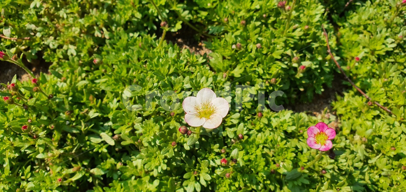 화분,식물,꽃잎,귀여운,하얀색과진분홍꽃잎