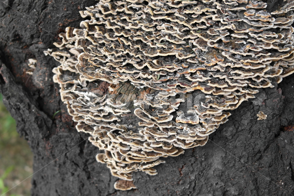 나무버섯,버섯,mushroom,나무,tree