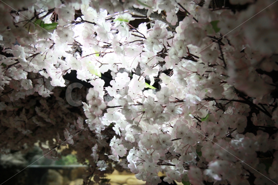 벚꽃,꽃,플라워,백색,새하얀,꽃말,조화,야경,실내사진,조명,flower,나무,나뭇가지,향기,기분,기분좋은사진,사진,사진들,풍경,꽃망울,봄,계절,spring,season,식물,자연,plants,nature,꽃,flower,plant,blossom,cherry blossom