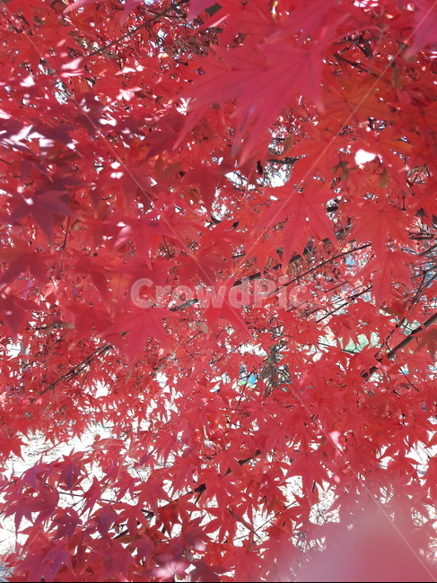 자연,나무,단풍,가을,나뭇잎,잎사귀,단풍나무,빨간단풍,빨강,가을,계절,fall,autumn,season,leaf,잎,plant,식물,tree,maple