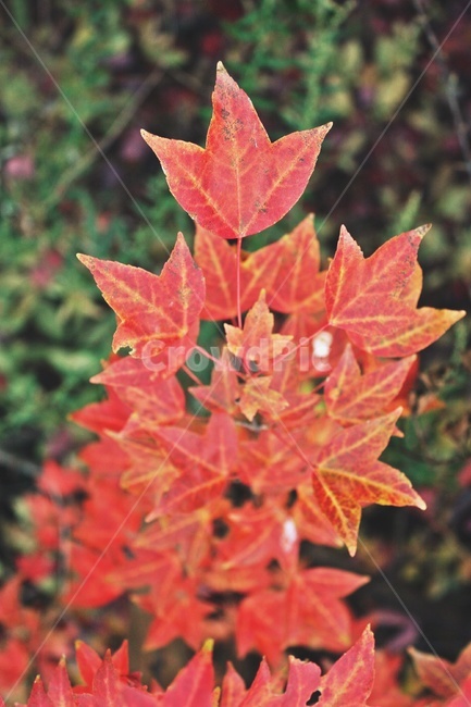 단풍,빨간색,가을,단풍나무,가을길,가을,계절,fall,autumn,season,leaf,잎,plant,식물,tree,나무,maple