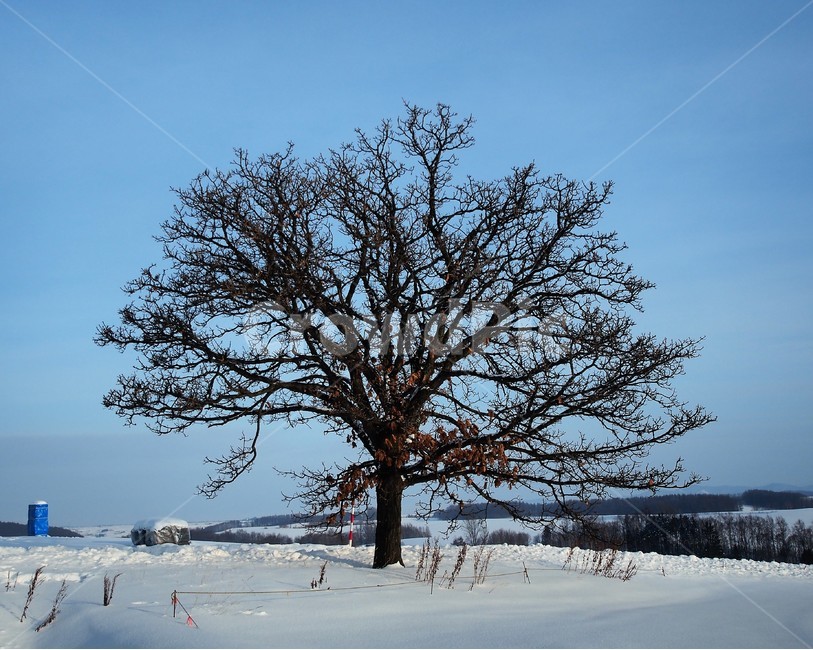 겨울눈,겨울나무,눈밭,겨울풍경,외로운나무,겨울,계절,winter,season,식물,자연,plants,nature,나무,trees,wood