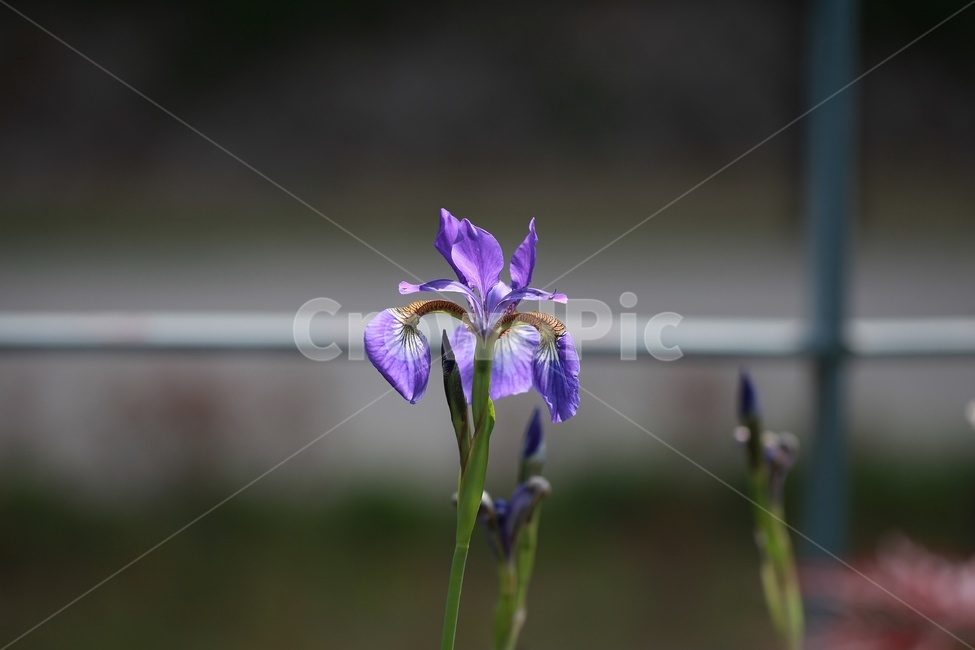 청포,보라색,꽃,식물,봄꽃,식물,자연,plants,nature,꽃,flower