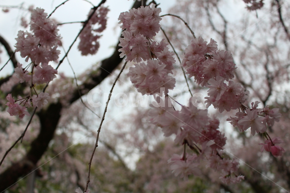 plant,식물,flower,꽃,blossom,벚꽃,cherryblossom