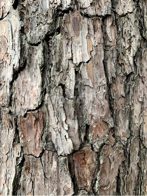 plant,식물,tree,나무,treetrunk,나무줄기,소나무,pine,재질,질감,material,thebarkofatree,texture