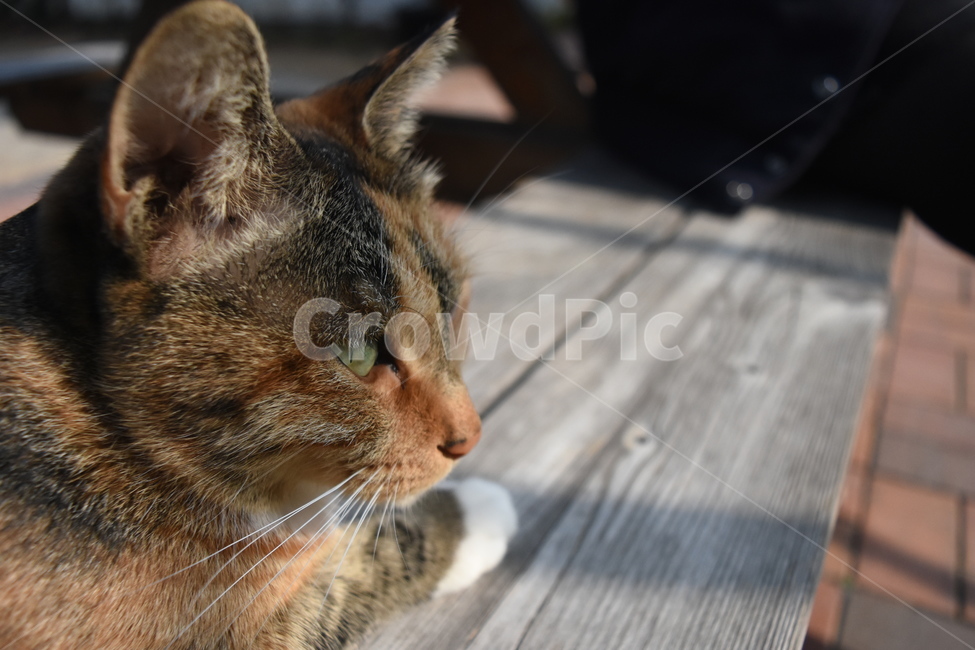 고양이,야옹이,분위기,냥이,길냥이,동물,animal,포유류,mammal,고양이,cat,kitten,kitty