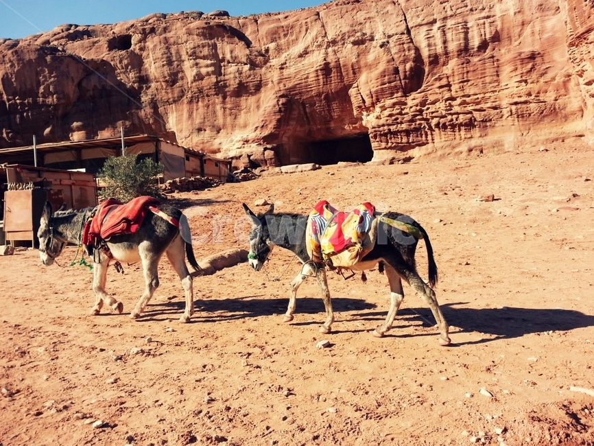 풍경,사막,페트라,불가사의,요르단,jordan,petra,동물,animal,포유류,mammal