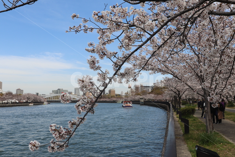 일본,오사카,조폐국,벚꽃,강,봄,계절,spring,season,도시,풍경,city,landscape,해외,외국,세계,foreign,oversea,world,세계도시풍경,해외도시풍경,외국도시풍경,world cityscape,plant,식물