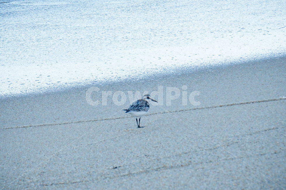 해변,새,바다새,bird,seabirds,beach,해변,바다,beach,sea,동물,animal,조류,새,birds